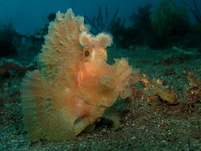 Divers and Critters - Anilao Diving Underwater Photography,Anilao Batangas.